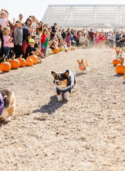Corgi Races