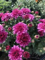 close up of pink mums