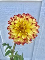 Tahiti sunrise dahlia