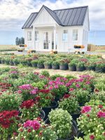 small white flower shop with rows of mums in front