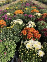 rows of different colored mums